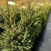 Smrek obyčajný (Picea abies) - výška 120-140 cm, kont. C20L